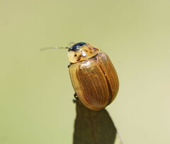 Paropsisterna nucea