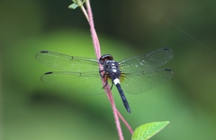 Hadrothemis camarensis