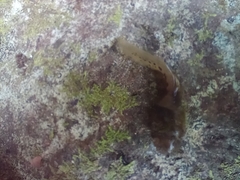 Leptobrachium smithi