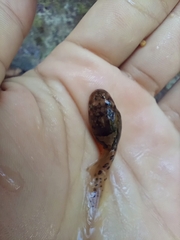 Leptobrachium smithi