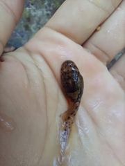 Leptobrachium smithi