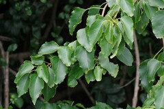 Cordia caffra