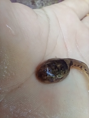 Leptobrachium smithi