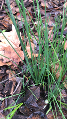 Allium vineale