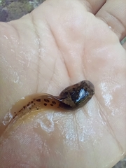 Leptobrachium smithi