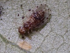 Elipsocidae