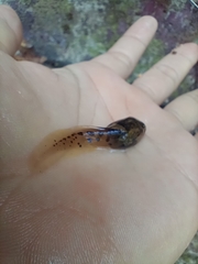 Leptobrachium smithi