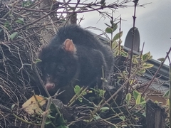 Pseudocheirus occidentalis