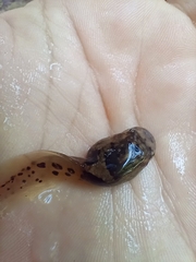 Leptobrachium smithi