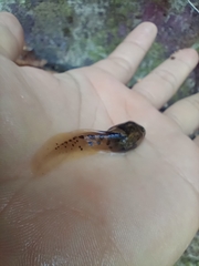 Leptobrachium smithi