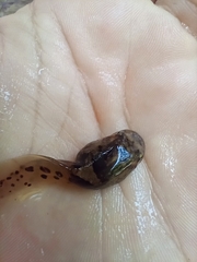 Leptobrachium smithi