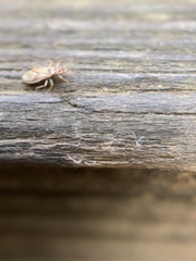 Thaumastocoris peregrinus