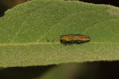 Agrilinae
