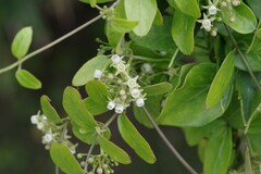 Cynanchum ellipticum