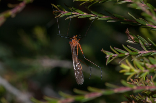 Bittacidae