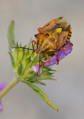 Carpocoris purpureipennis