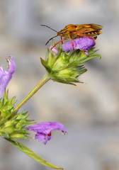 Carpocoris purpureipennis