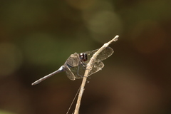 Hadrothemis camarensis