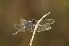 Hadrothemis camarensis