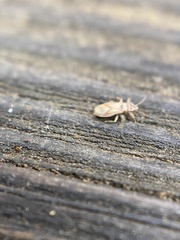 Thaumastocoris peregrinus