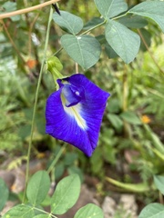 Clitoria