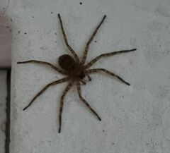 Araneae