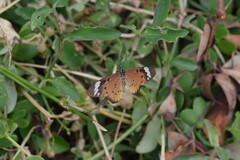 Acraea encedon
