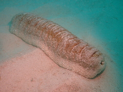 Holothuria fuscopunctata