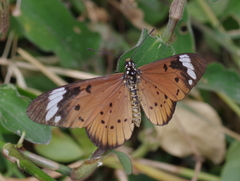 Acraea encedon