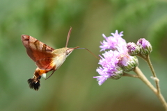 Macroglossum trochilus