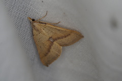 Anachloris tofocolorata