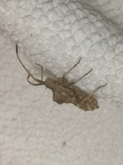 Centrocoris variegatus