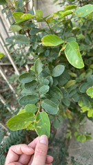 Phyllanthaceae