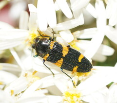 Castiarina imitator