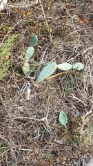Opuntia stricta