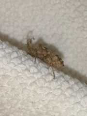 Centrocoris variegatus