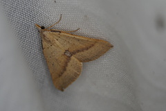 Anachloris tofocolorata