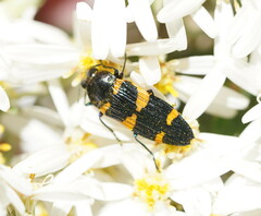 Castiarina imitator