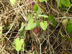 Aristolochia baetica