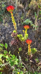 Crassula coccinea