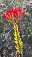 Crassula coccinea