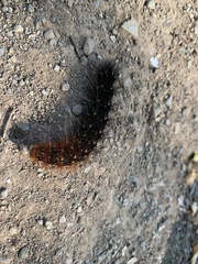 Rhodogastria similis