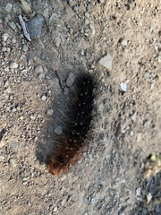 Rhodogastria similis