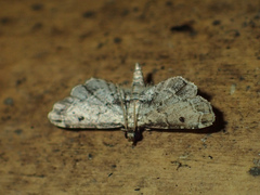 Sufetula