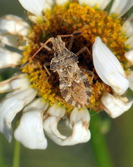 Centrocoris spiniger