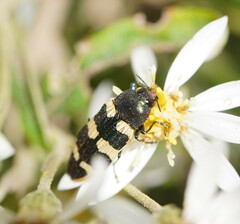 Castiarina interstitialis