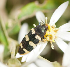 Castiarina interstitialis