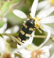 Castiarina interstitialis