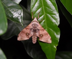 Daphnusa ocellaris