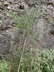 Asparagoideae